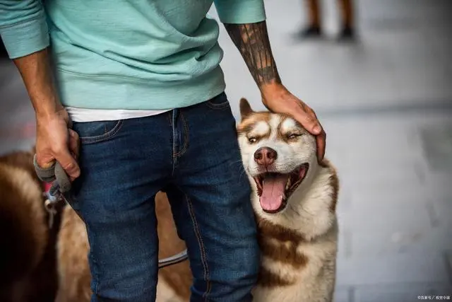 養(yǎng)寵物對(duì)孩子有什么好處 養(yǎng)寵物可以延長壽命嗎?