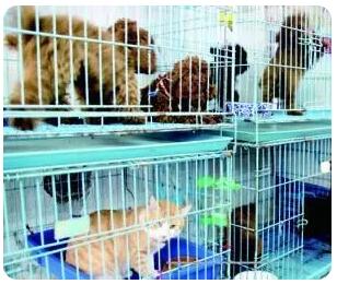 寵物托運(yùn)服務(wù)火起來(lái) 萌寵跟隨主人“打飛的”